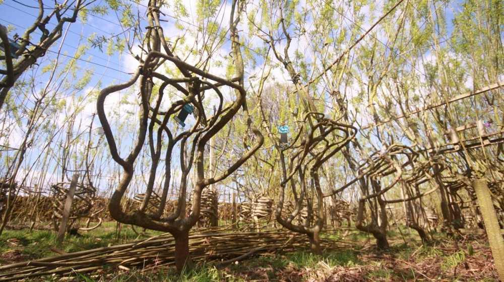 La maison comme organisme vivant : c'est ainsi que la biologie synthétique conçoit l'outdoor